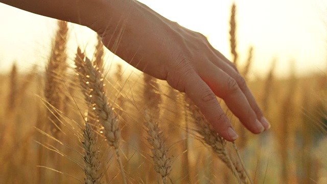 詳情圖-慢鏡頭:在美麗的夕陽下，女性的手觸摸著干燥的金色小麥