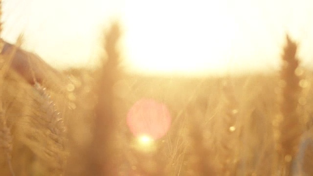 詳情圖-慢鏡頭:在美麗的夕陽下，女性的手觸摸著干燥的金色小麥