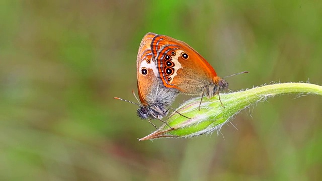 珍珠石南蝴蝶(Coenonympha arcania)