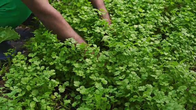 绿色的香菜种植园