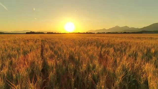 在金色的夕阳下，田园诗般的农田上美丽的麦田