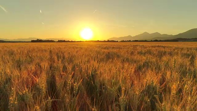 詳情圖-在金色的夕陽下，田園詩般的農田上美麗的麥田