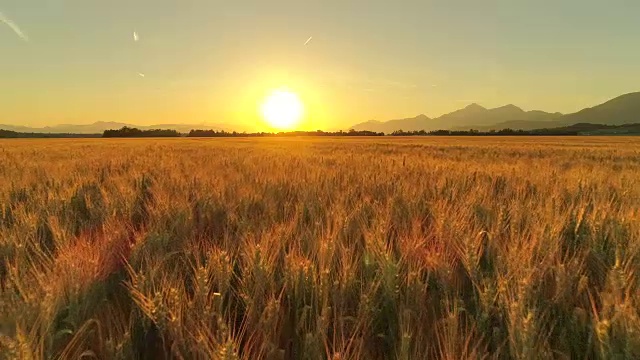 詳情圖-在金色的夕陽下，田園詩般的農田上美麗的麥田