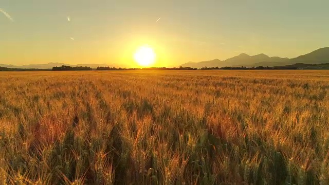 詳情圖-在金色的夕陽下，田園詩般的農田上美麗的麥田