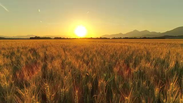 詳情圖-在金色的夕陽下，田園詩般的農田上美麗的麥田