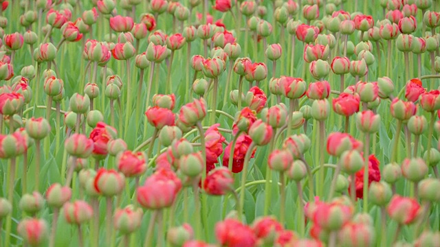 花园里盛开着美丽的红花