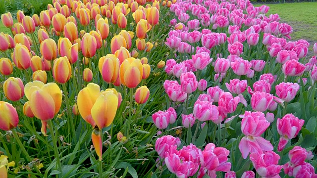 花园里五颜六色的花瓣