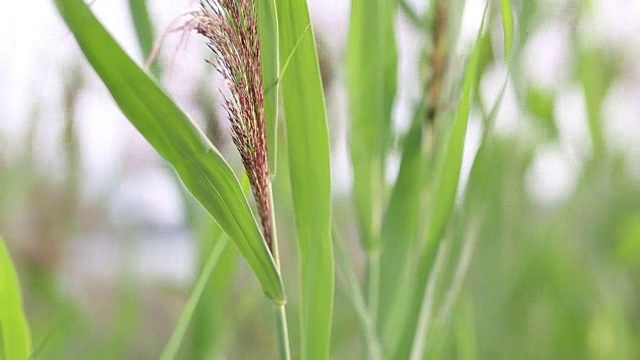 湖上的绿芦苇和香蒲随风飘动。视频。