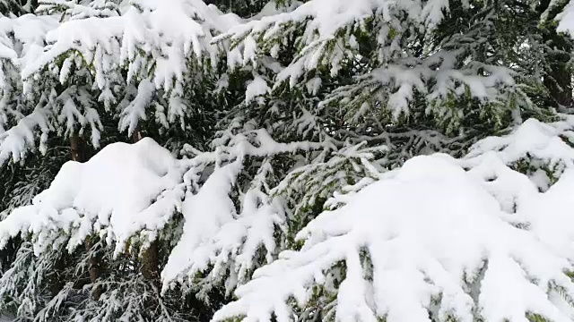 冬天喀尔巴阡的冷杉树在雪地里