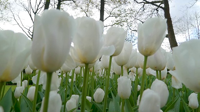 白色的郁金香花瓣和长长的绿色茎