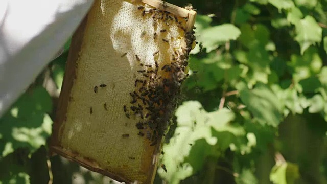 慢动作视频:养蜂人的手从蜂巢保持一个帧。了解蜜蜂带来了多少