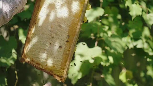 详情图-慢动作视频:养蜂人的手从蜂巢保持一个帧。了解蜜蜂带来了多少