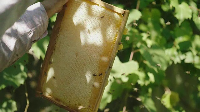 详情图-慢动作视频:养蜂人的手从蜂巢保持一个帧。了解蜜蜂带来了多少