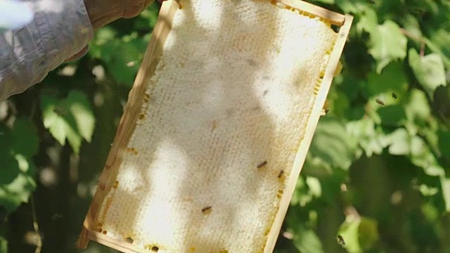 详情图-慢动作视频:养蜂人的手从蜂巢保持一个帧。了解蜜蜂带来了多少