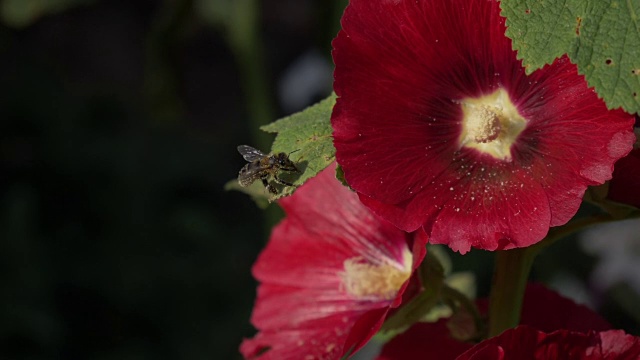 蜜蜂清除花粉。