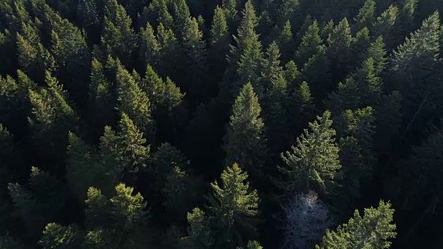 在黑山云杉森林鸟瞰图