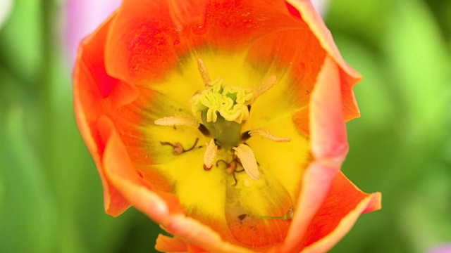 黄色花花瓣里的黄色花蕾