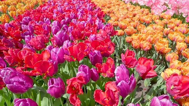 花园里盛开的粉色、紫色和橙色的花