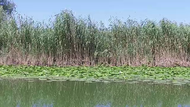 多瑙河三角洲湿地正在运动