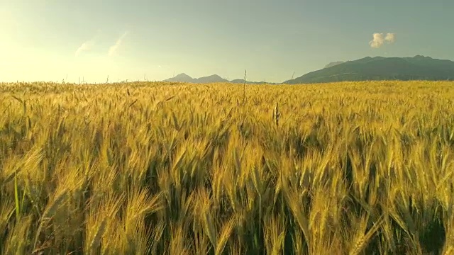 近距离观察:在岩石山下的农田里，小麦穗在夏日的风中摇摆