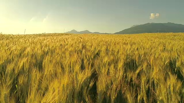 詳情圖-近距離觀察:在巖石山下的農(nóng)田里，小麥穗在夏日的風(fēng)中搖擺