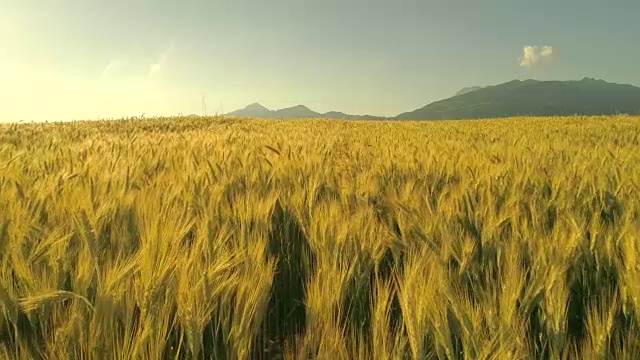 詳情圖-近距離觀察:在巖石山下的農(nóng)田里，小麥穗在夏日的風(fēng)中搖擺