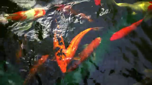 鱼锦鲤