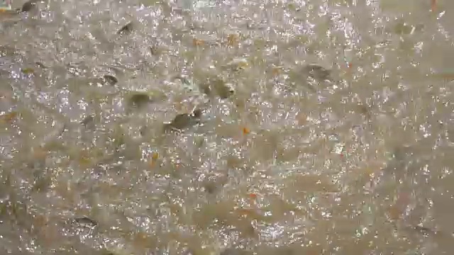 在淡水鱼养殖场喂很多鱼。超级慢动作120帧/秒。
