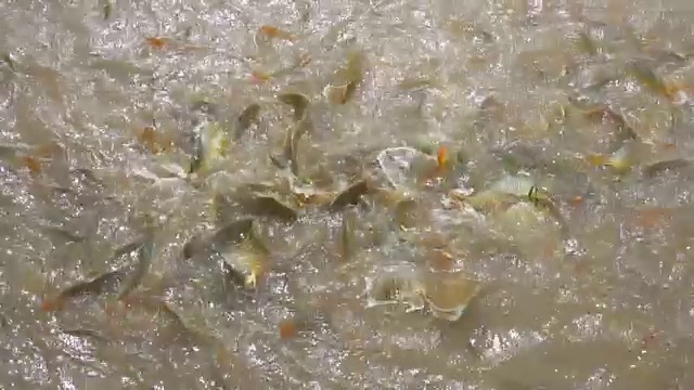 详情图-在淡水鱼养殖场喂很多鱼。超级慢动作120帧/秒。