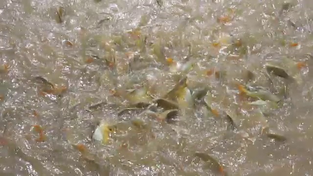 详情图-在淡水鱼养殖场喂很多鱼。超级慢动作120帧/秒。