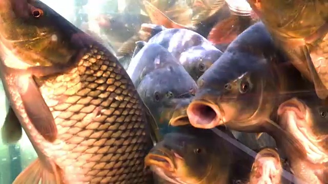 活鲤鱼在水族馆里游泳。