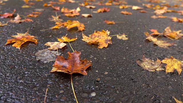 特写:秋末雨后，枯死的落叶铺在潮湿的路面上