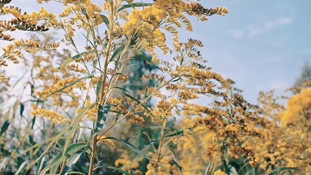 大黄蜂为野花授粉
