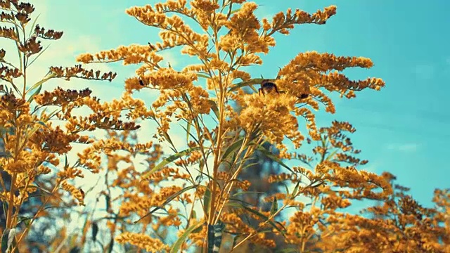 大黄蜂为野花授粉