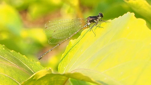 Ceriagrion praetermissum在早上花园