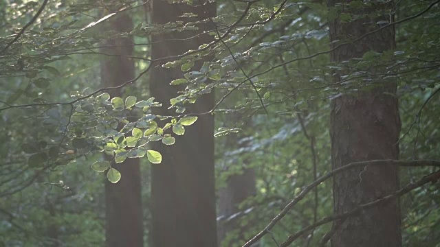 阳光在树叶林、山毛榉林、落叶林、水杨树、布痕瓦尔德、Spessart, 4K