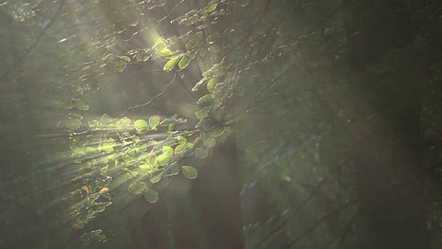 阳光在树叶林、山毛榉林、落叶林、水杨树、布痕瓦尔德、Spessart, 4K