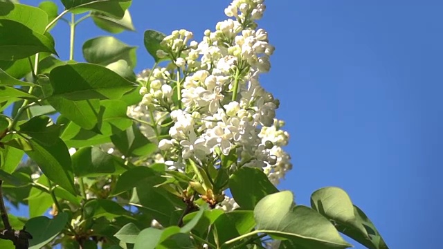 慢镜头，一只大黄蜂飞过丁香花丛