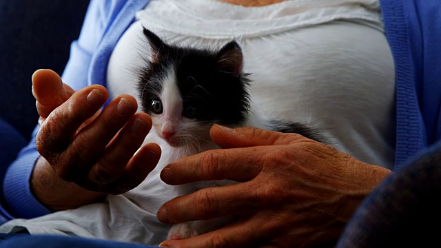 老年妇女抱着小猫坐在扶手椅上4k在退休之家