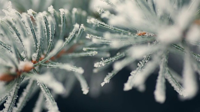 冰雪覆盖的冷杉在一个冬季公园的特写