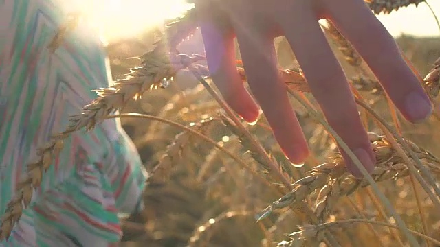 女人的手走过麦田。女孩的手触摸麦穗特写。收获的概念。收获