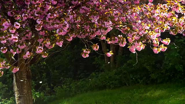 慢镜头樱花花瓣落在地上粉红色的日本樱桃树