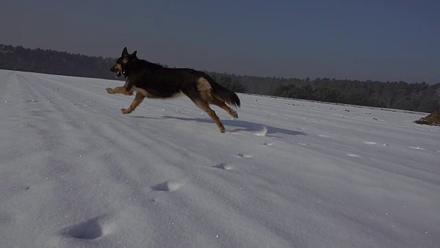 冬天在雪地里奔跑的狗(德国牧羊犬)。缓慢的运动。美丽的晴朗的天气。