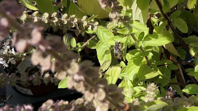 欧洲毛梳蜂在盛开的罗勒草上。野生孤独的蜜蜂。