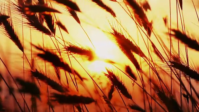 日落草慢动作
