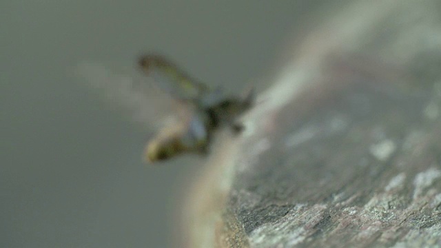 详情图-一架飞4K,FS700奥德赛7Q的黑甲虫