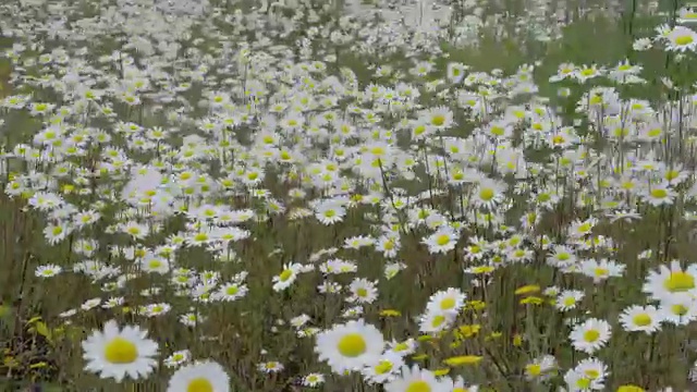 白色雏菊在现场4K FS700奥德赛7Q