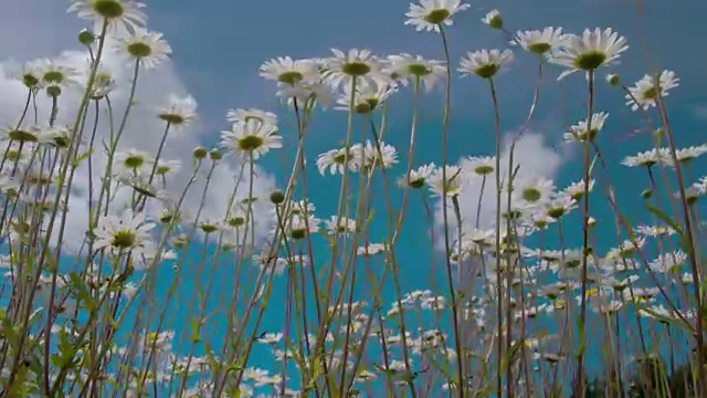 高大的雏菊茎4K FS700奥德赛7Q