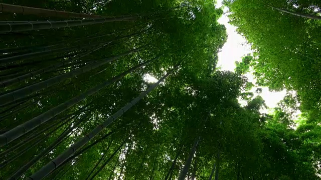 仰望日本京都岚山的竹林