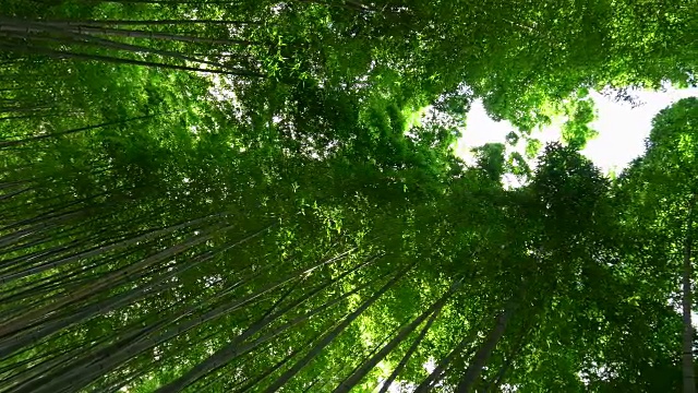 仰望日本京都岚山的竹林